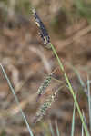 Barratt's sedge